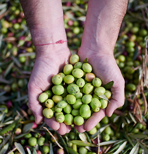 Imagen Olivas Hacienda Queiles